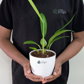 Anthurium Bigbill, with 5.5 Inches White Decor Pot